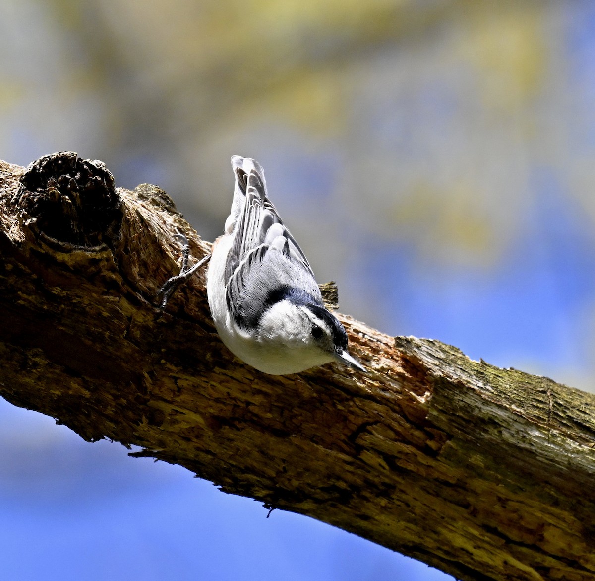 White-breasted Nuthatch - ML617955473