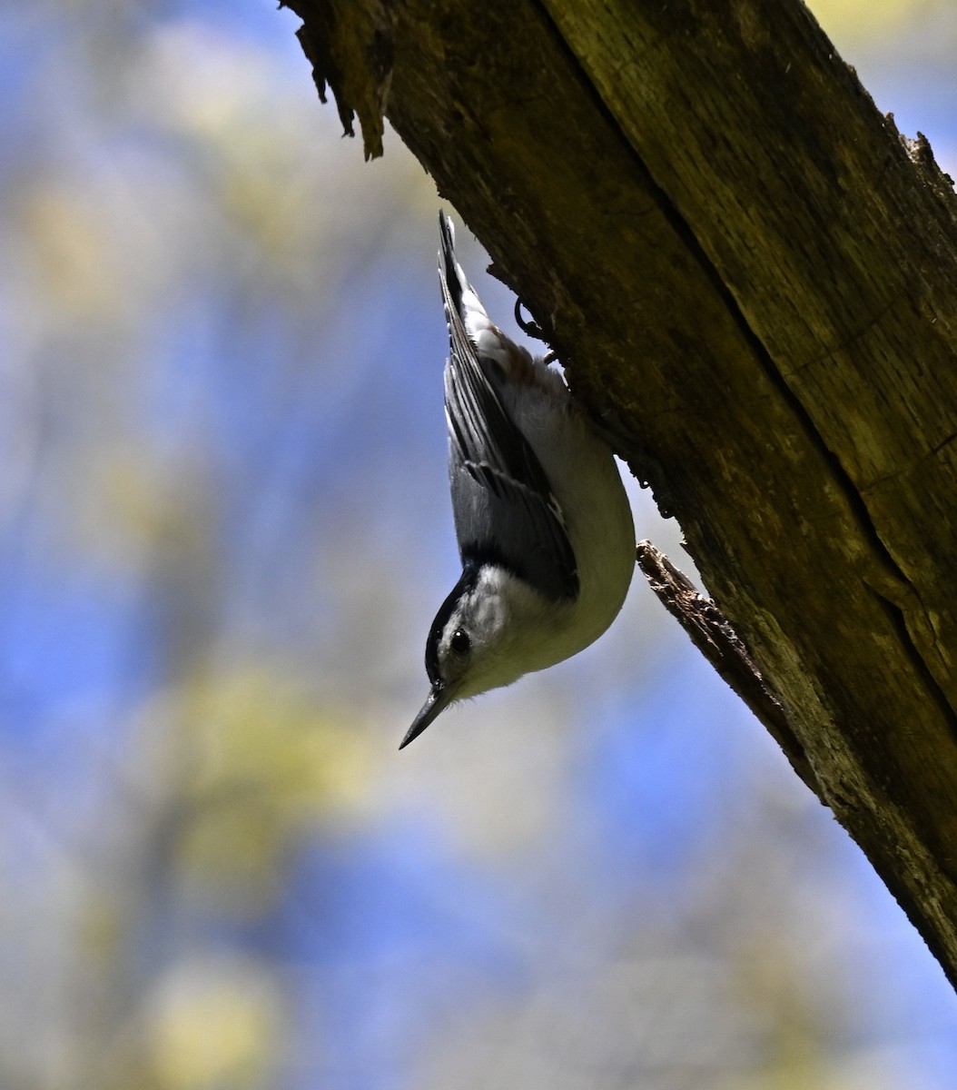 White-breasted Nuthatch - ML617955474