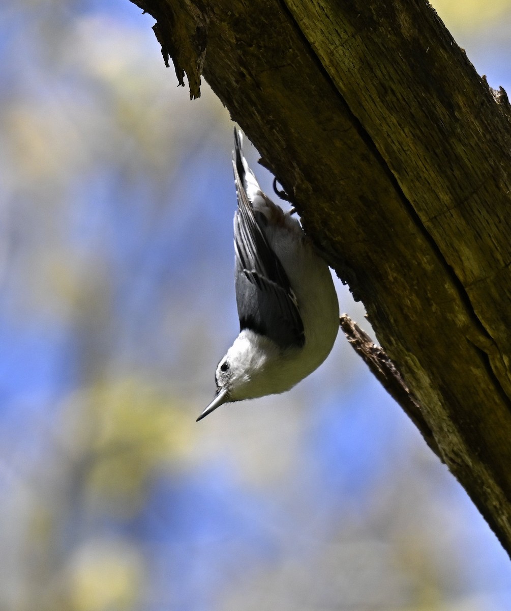 White-breasted Nuthatch - ML617955475