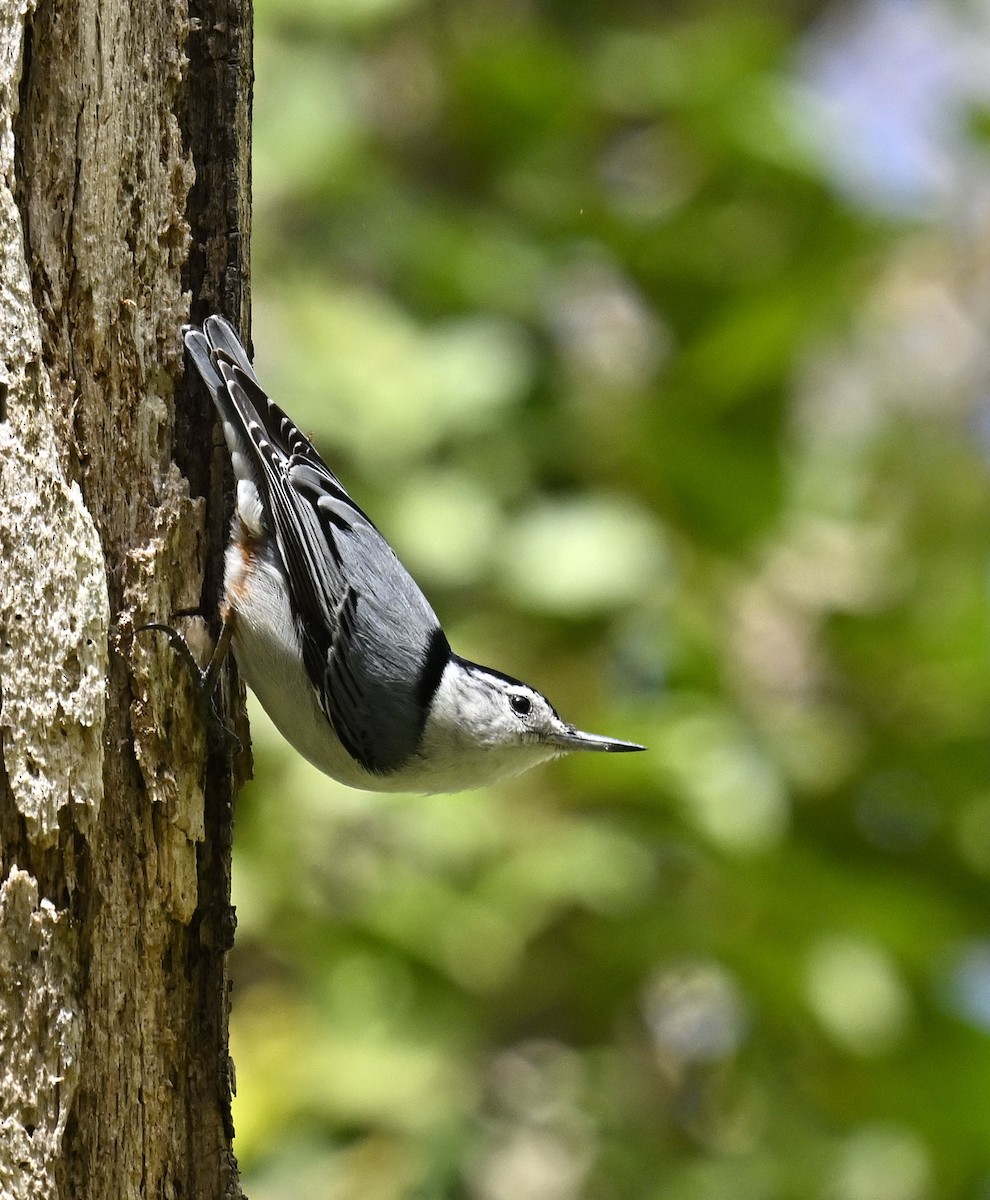 White-breasted Nuthatch - Eric Titcomb