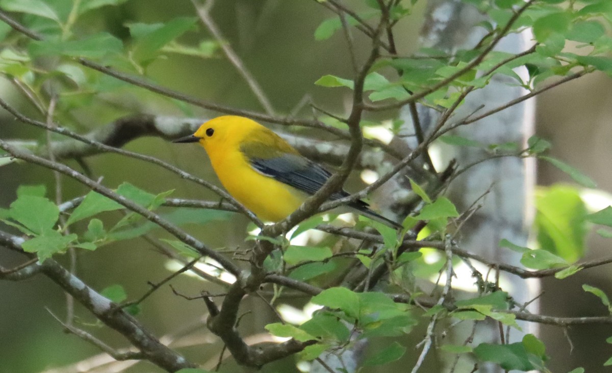 Prothonotary Warbler - ML617955493