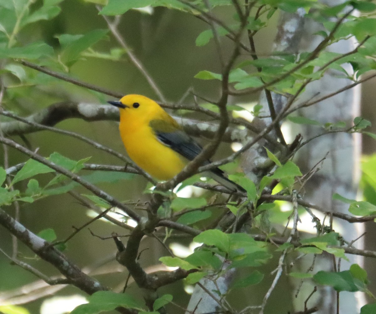 Prothonotary Warbler - Juli deGrummond
