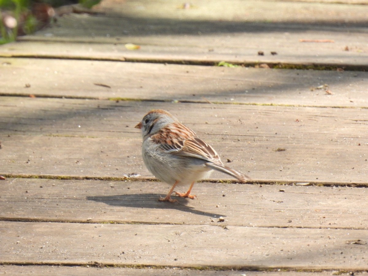 Field Sparrow - ML617955499