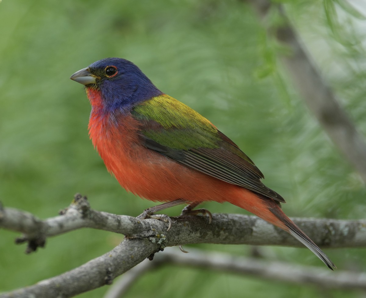 Painted Bunting - ML617955500