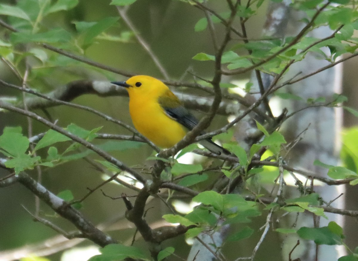 Prothonotary Warbler - ML617955501