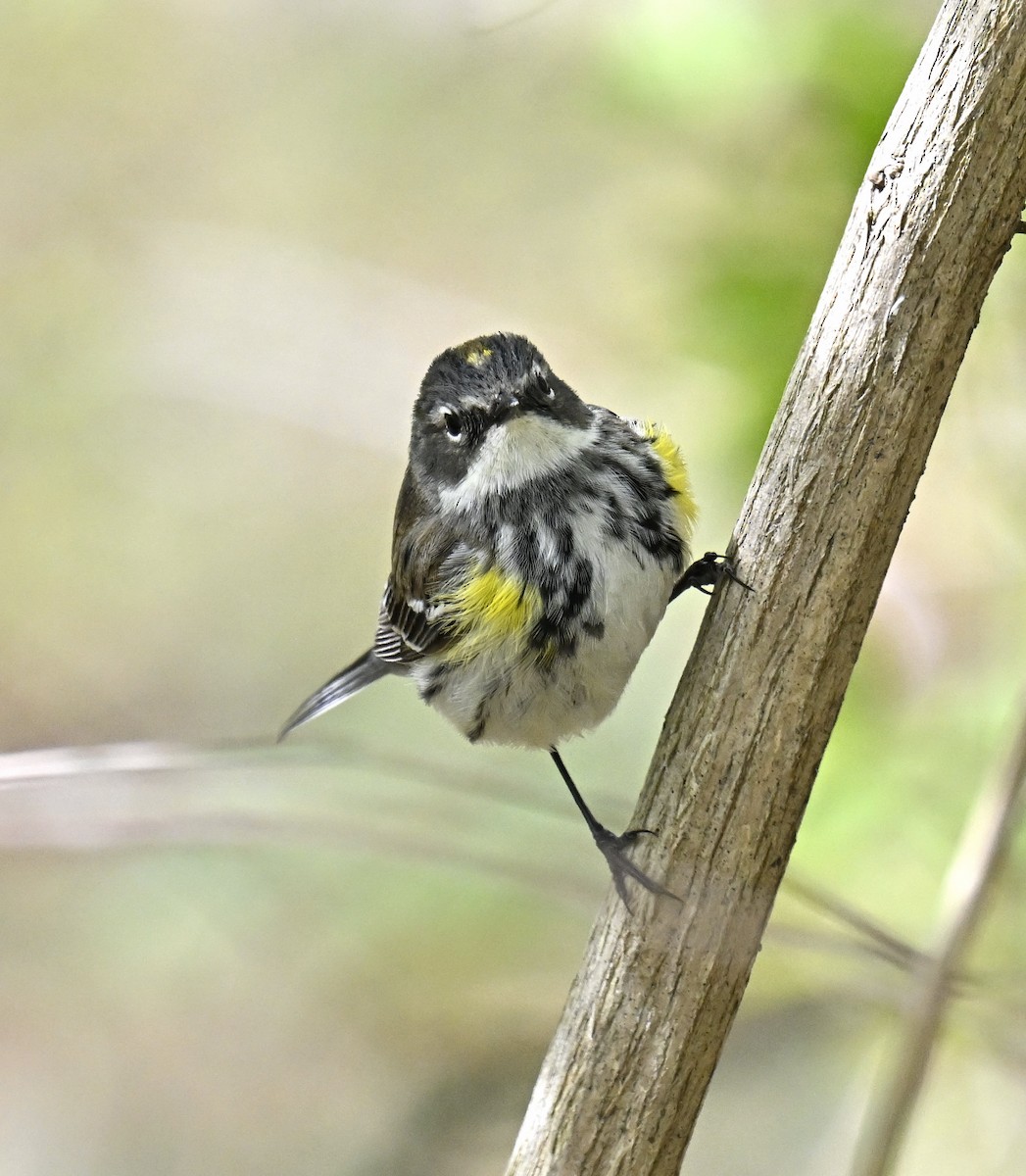 Yellow-rumped Warbler - Eric Titcomb