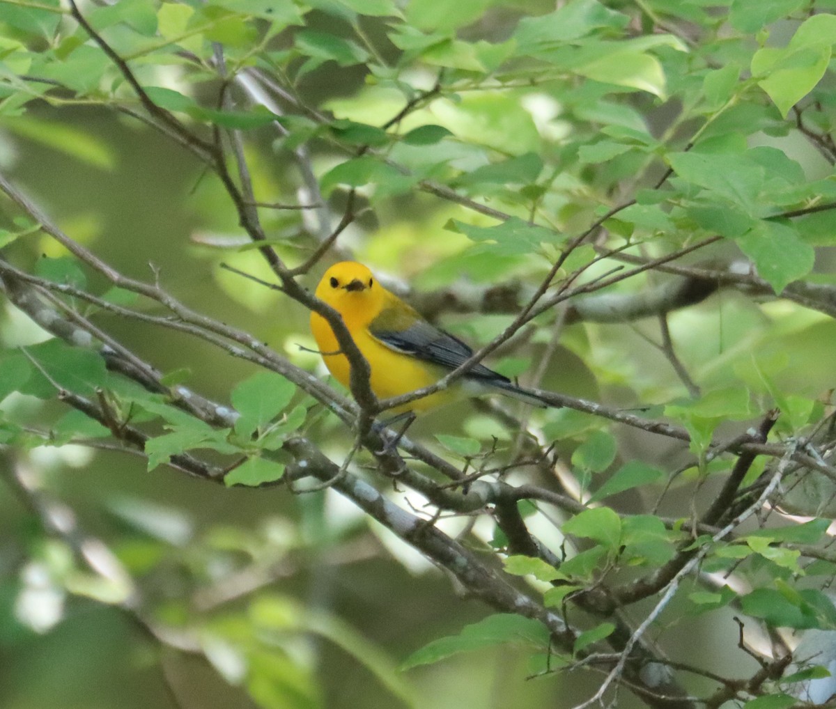 Prothonotary Warbler - ML617955504