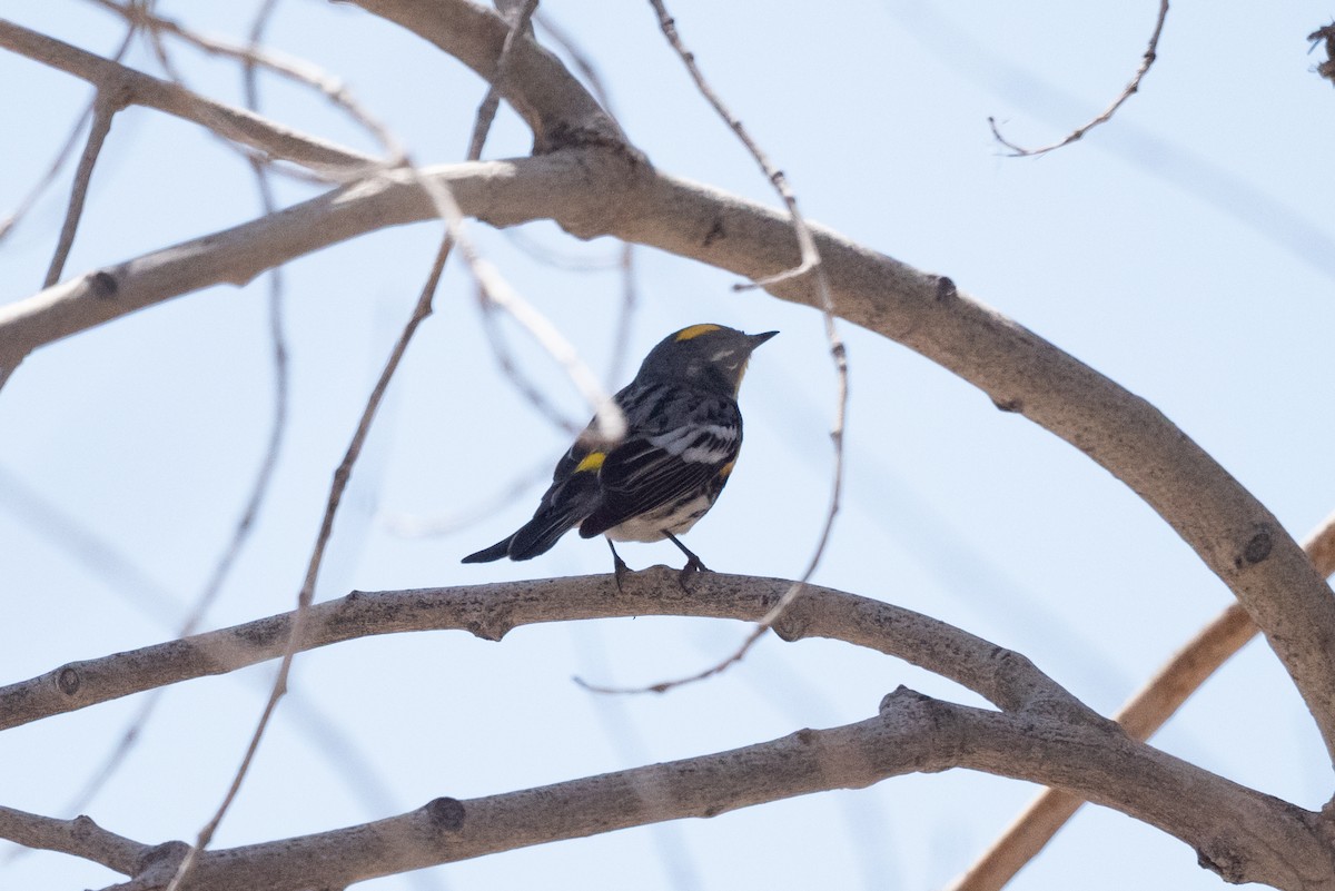 Yellow-rumped Warbler (Myrtle x Audubon's) - ML617955505