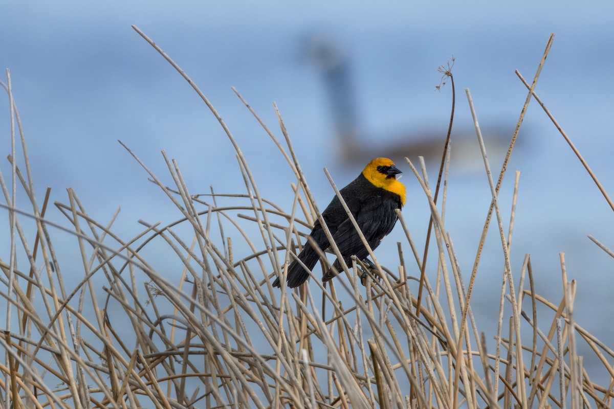 Yellow-headed Blackbird - ML617955506