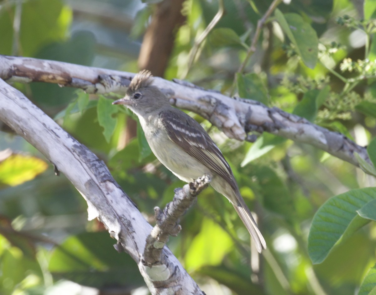 Northern Mouse-colored Tyrannulet - ML617955510