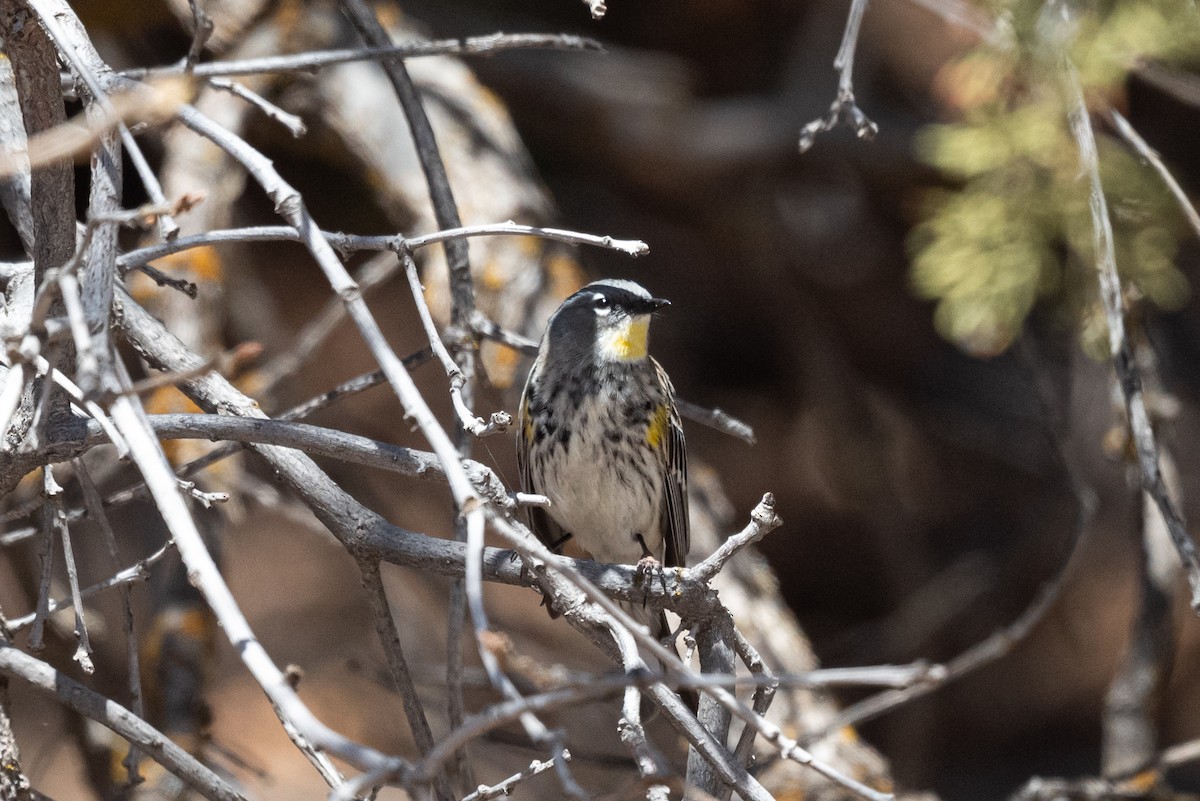 Yellow-rumped Warbler (Myrtle x Audubon's) - ML617955535