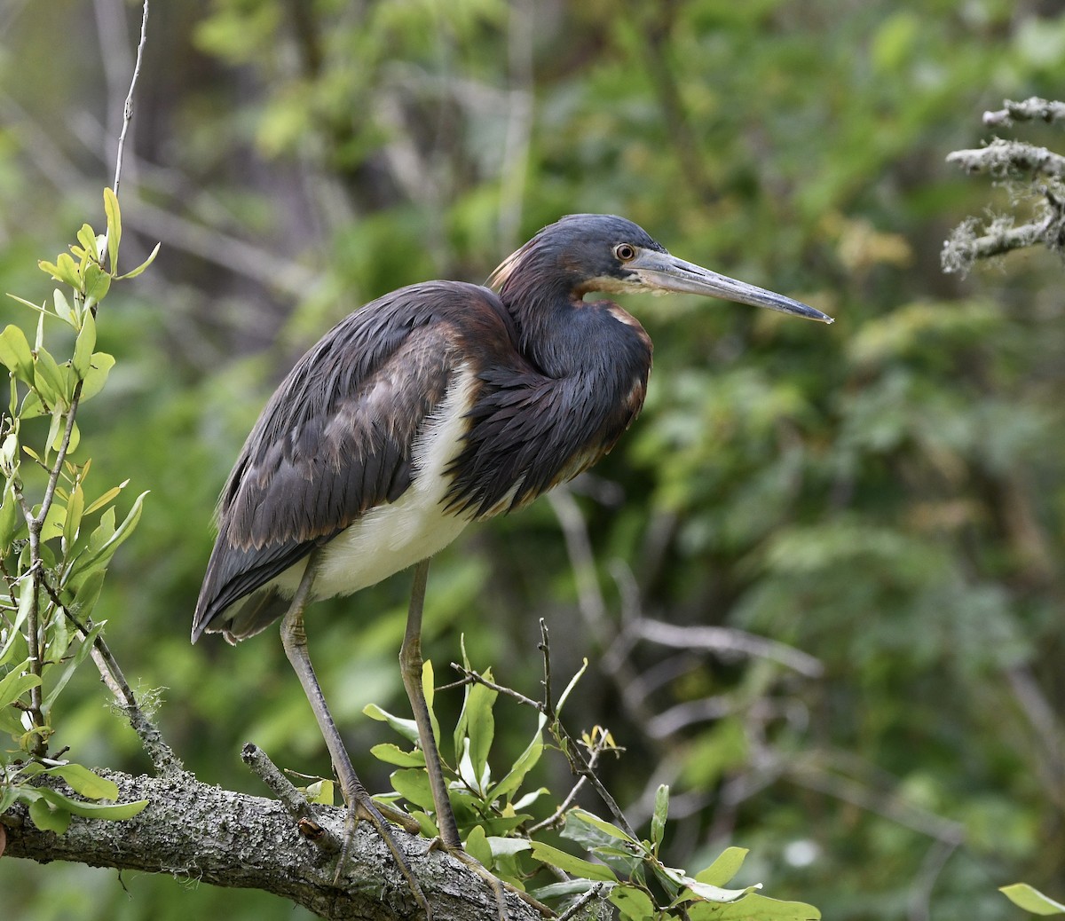 Tricolored Heron - Claudia Nielson