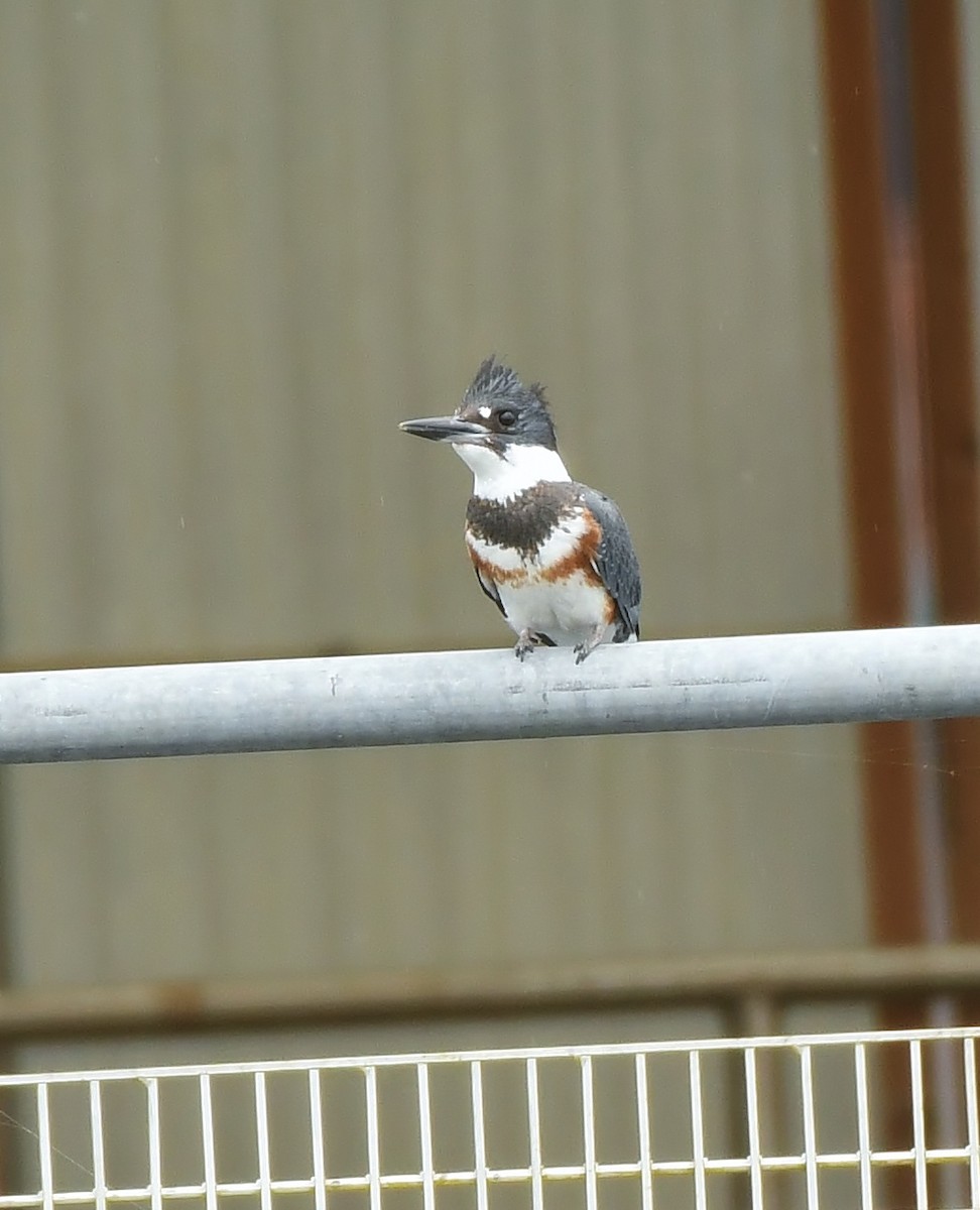 Belted Kingfisher - ML617955583