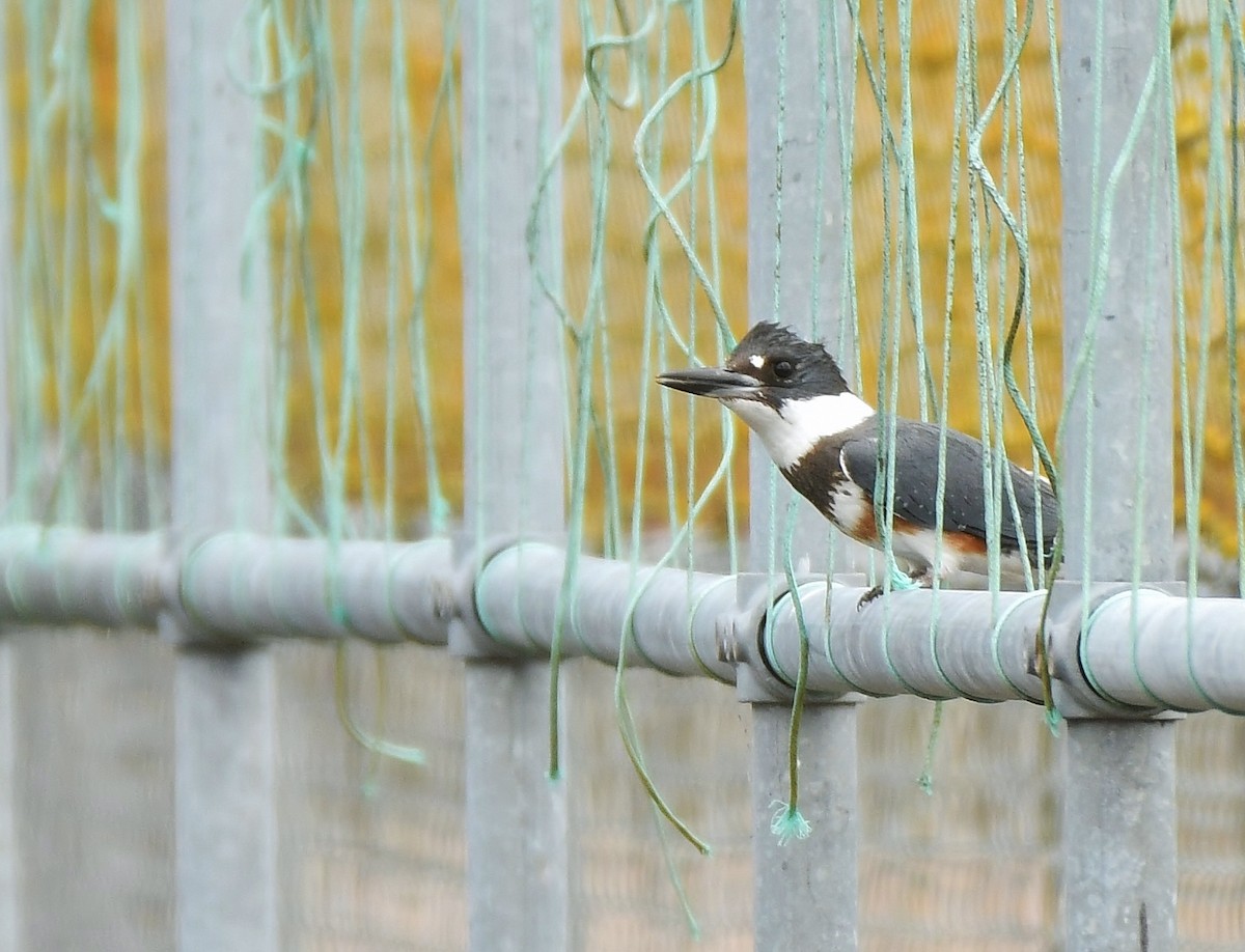 Belted Kingfisher - ML617955584
