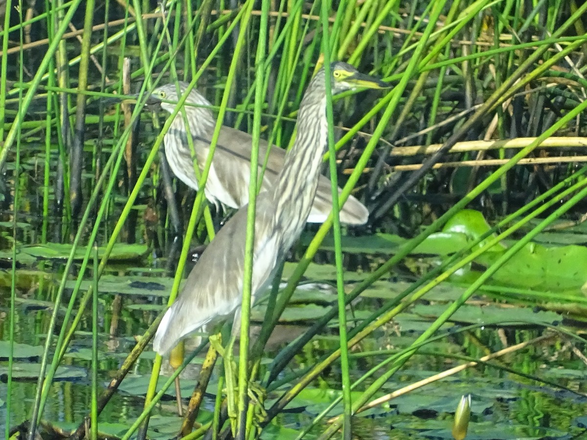 Indian Pond-Heron - Sri Srikumar