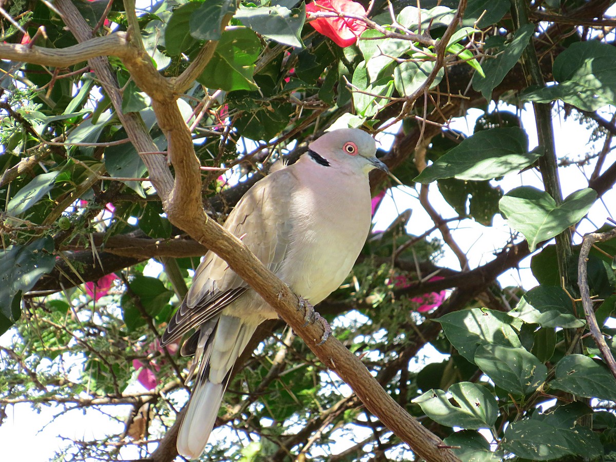 Mourning Collared-Dove - ML617955695