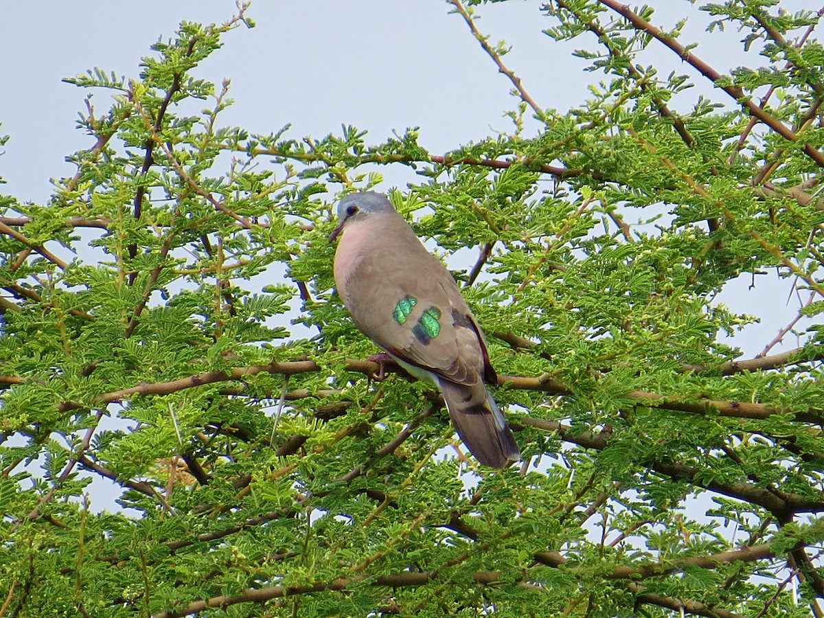 Emerald-spotted Wood-Dove - ML617955702