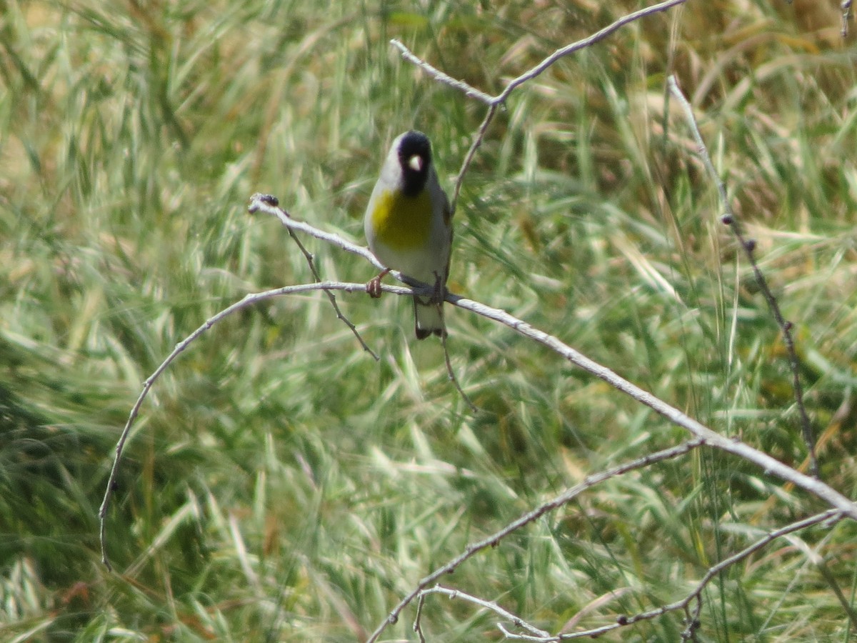 Lawrence's Goldfinch - ML617955703