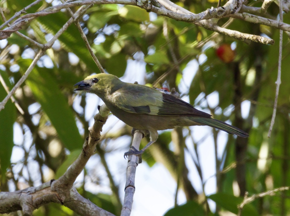 Palm Tanager - ML617955722