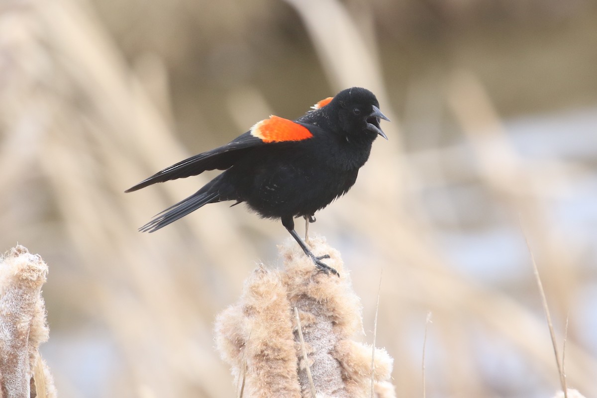 Red-winged Blackbird - Curtis Dowhaniuk