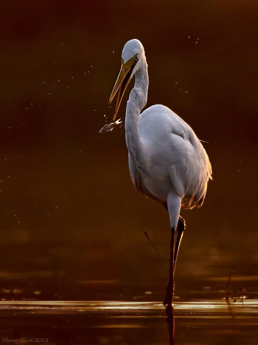 Great Egret - Manoj Bind
