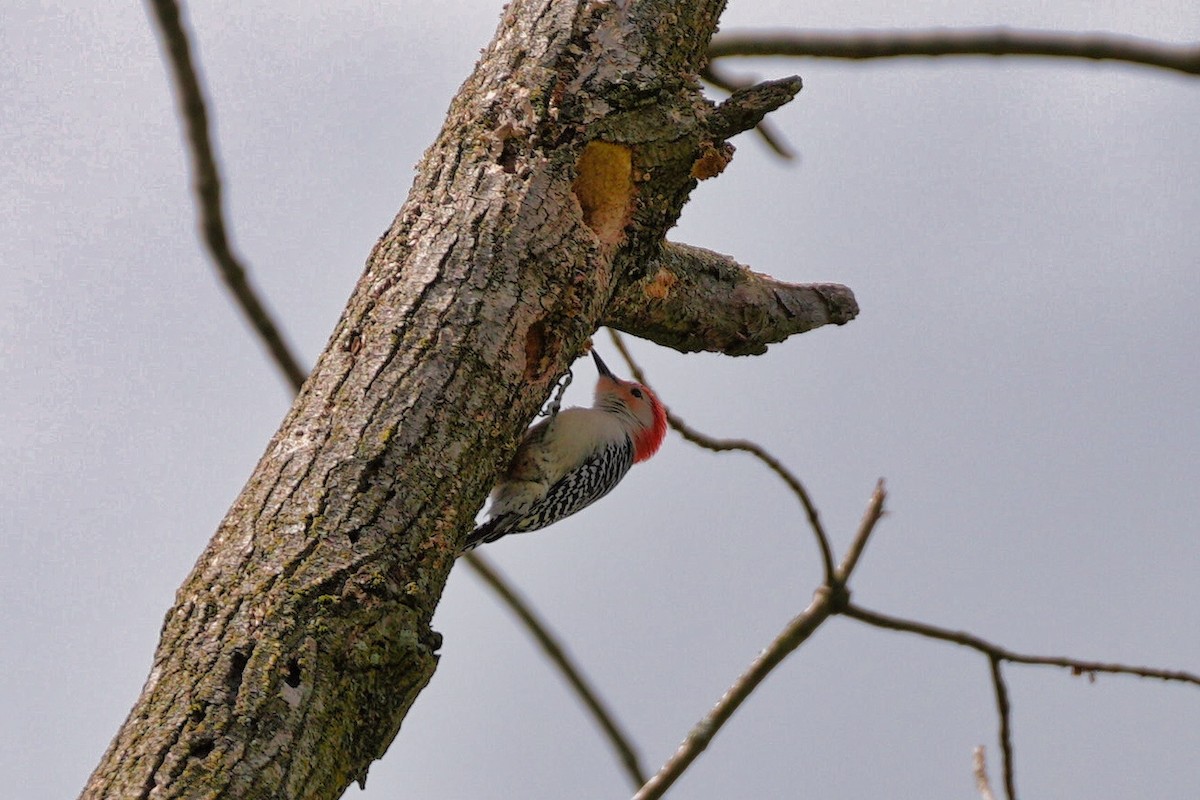 Red-bellied Woodpecker - Todd A. Watkins