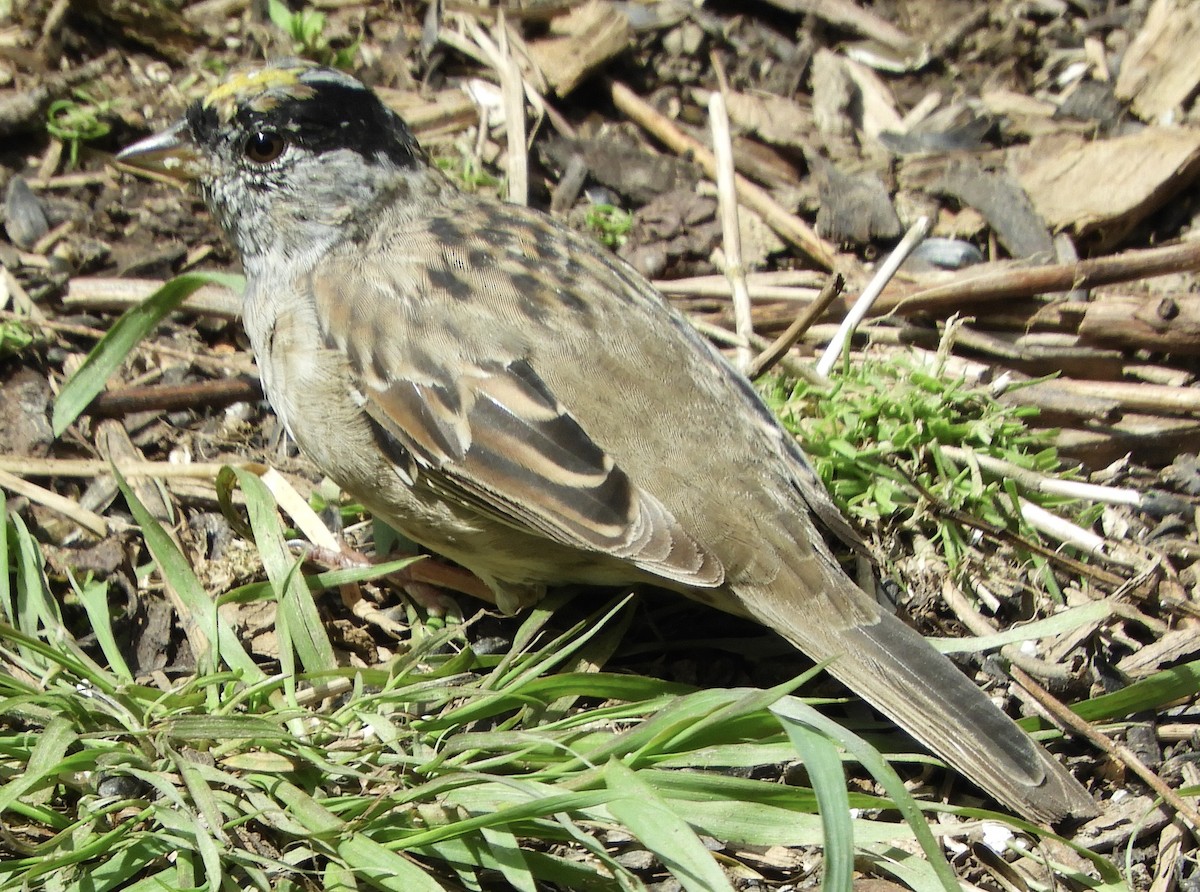 Golden-crowned Sparrow - ML617955788