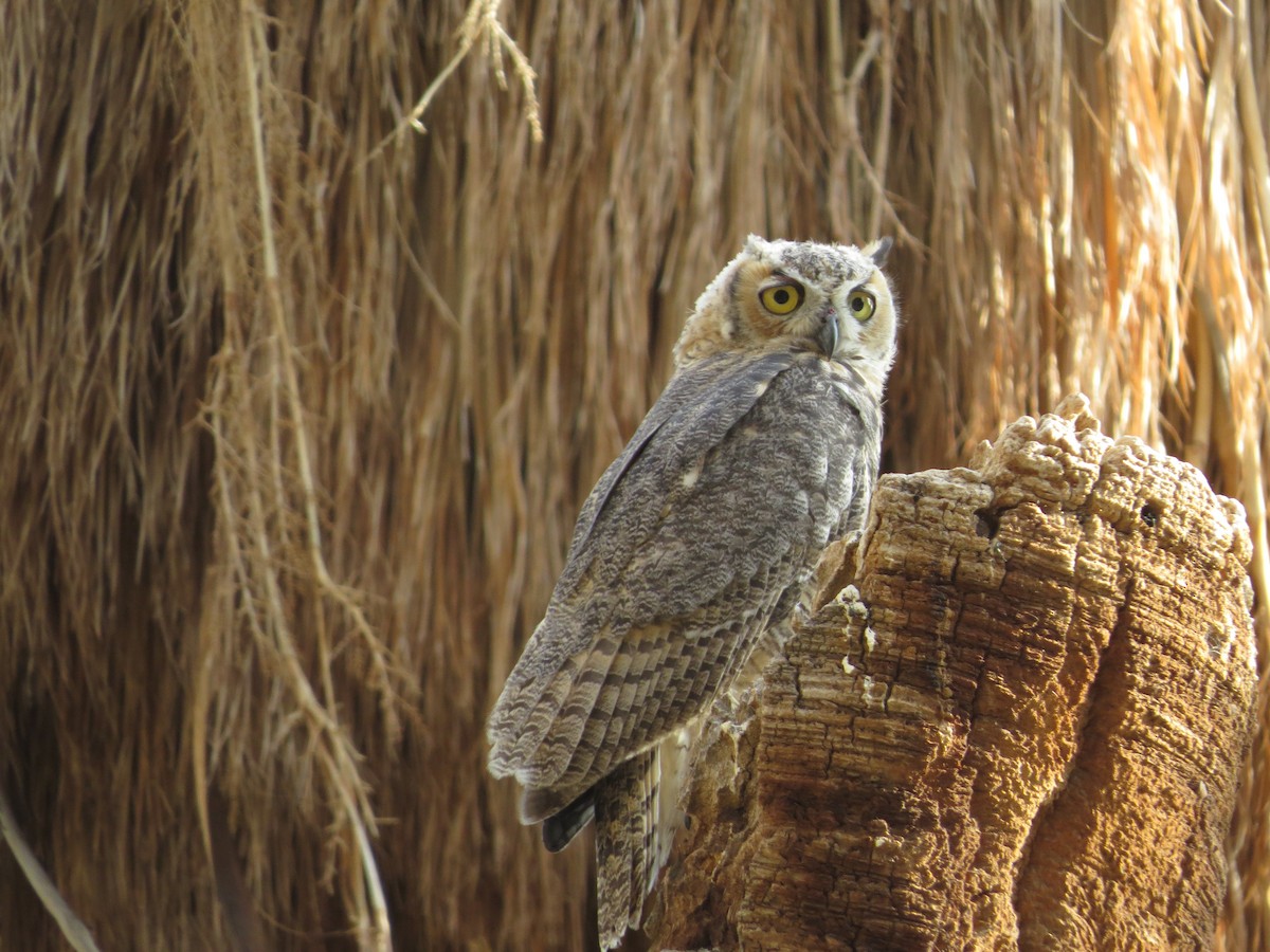 Great Horned Owl - ML61795581