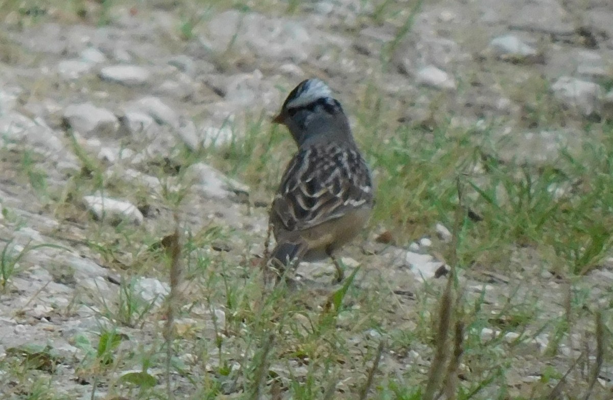 White-crowned Sparrow - ML617955854