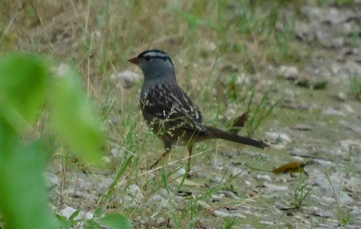White-crowned Sparrow - ML617955855