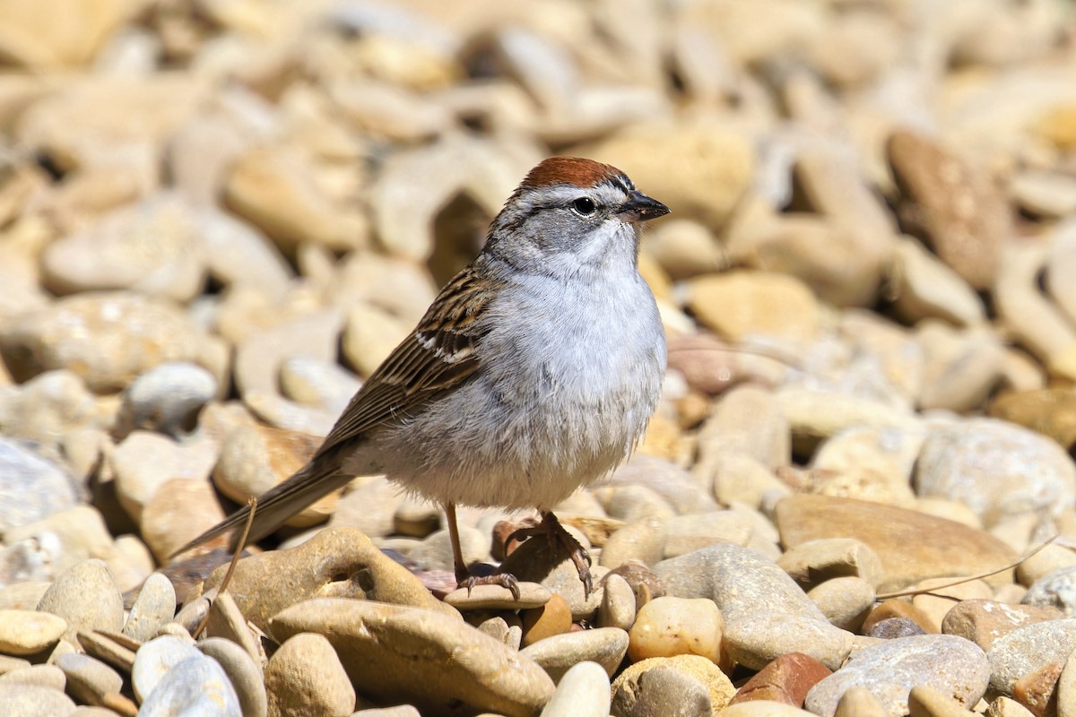 Chipping Sparrow - ML617955869