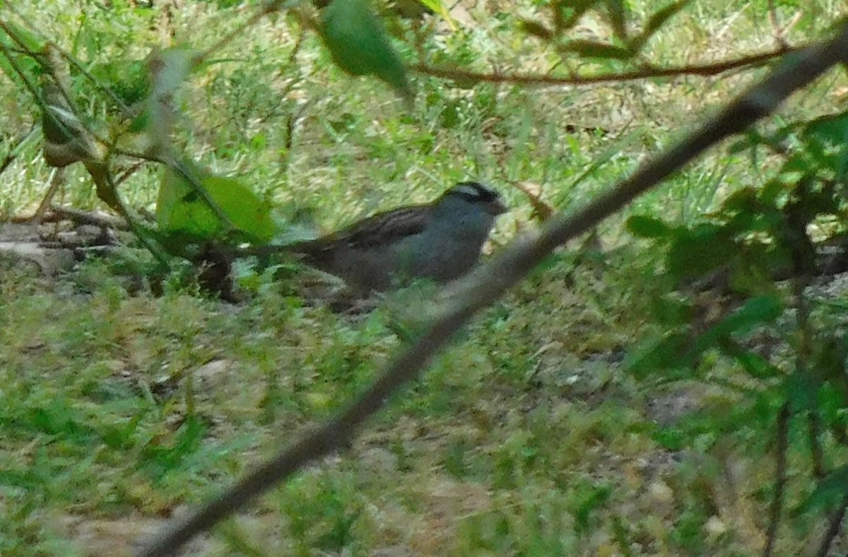White-crowned Sparrow - ML617955898