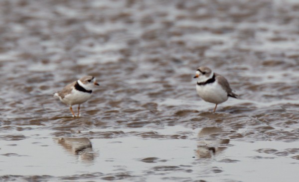 Piping Plover - ML617955906