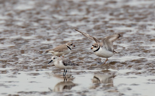 Piping Plover - ML617955969