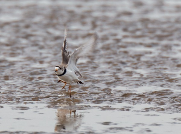 Piping Plover - ML617955987