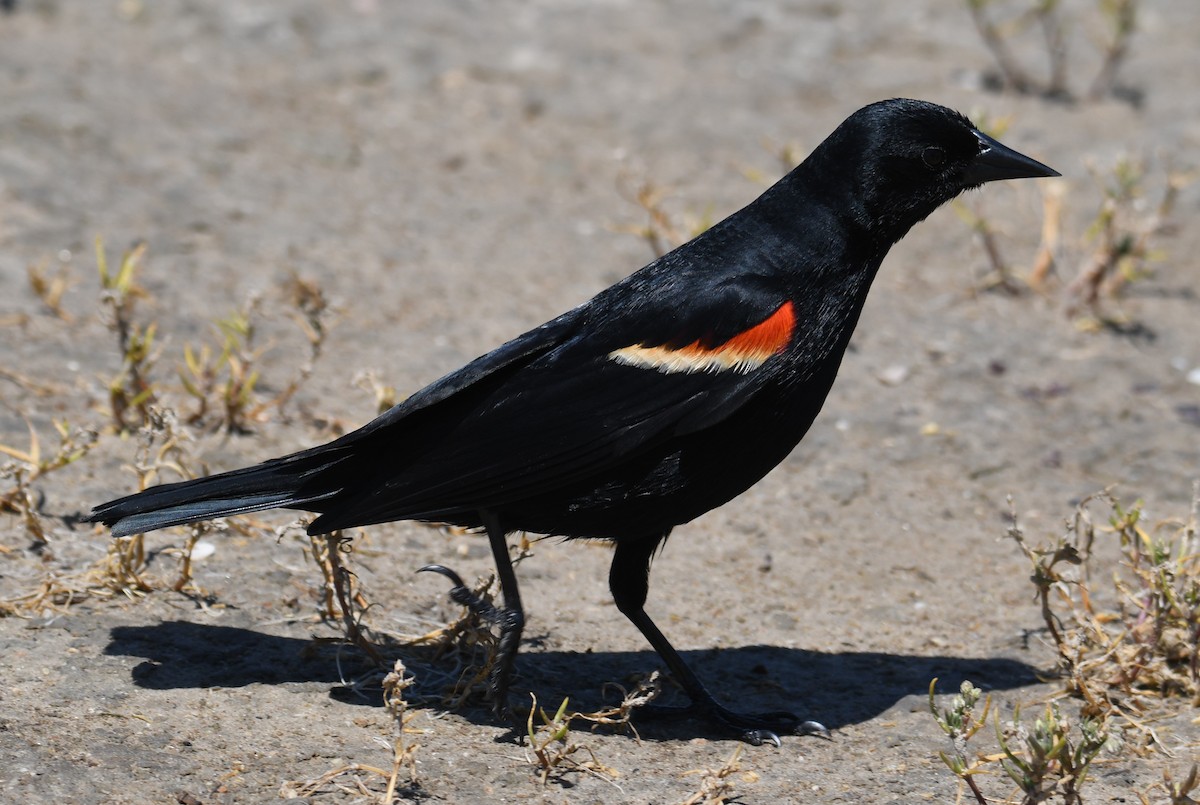 Red-winged Blackbird - ML617955998