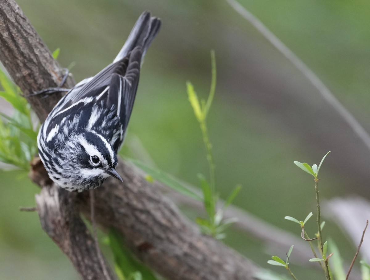 Black-and-white Warbler - ML617956003