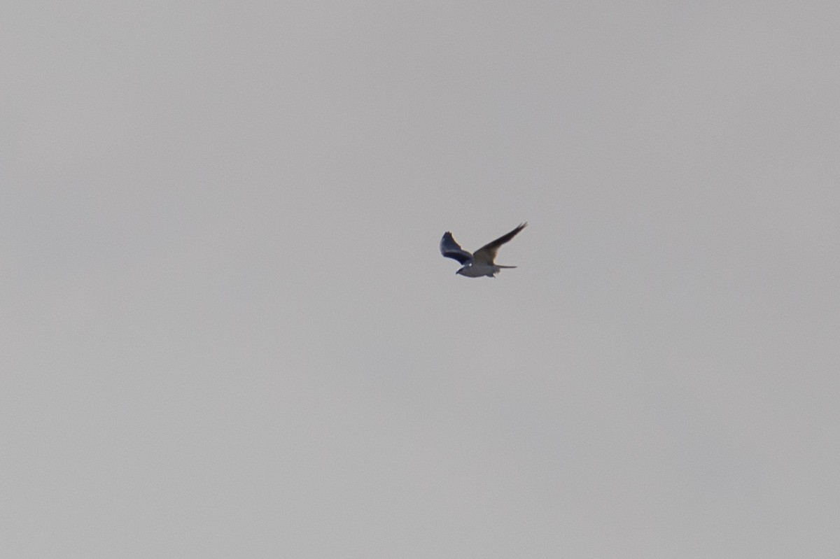 White-tailed Kite - ML617956004