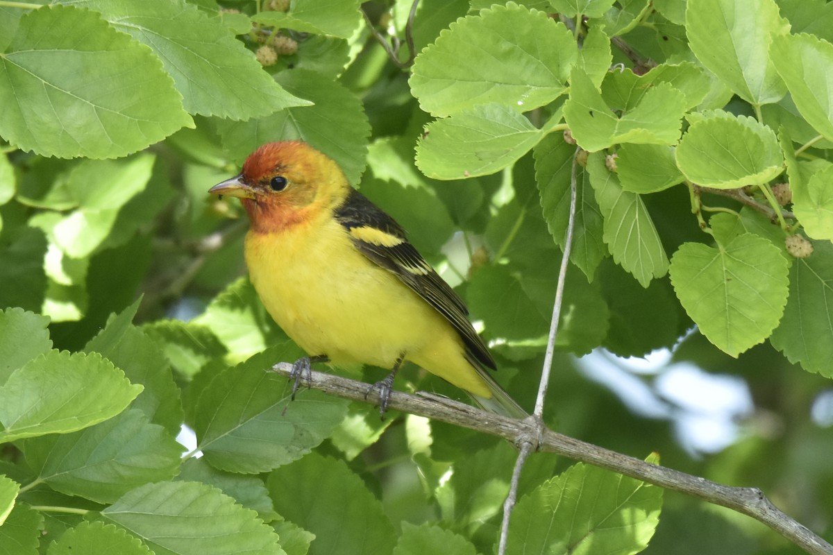 Western Tanager - ML617956008