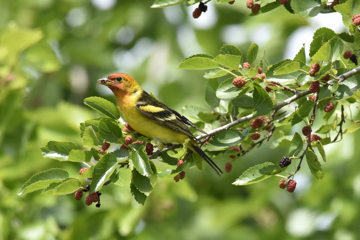 Western Tanager - ML617956009