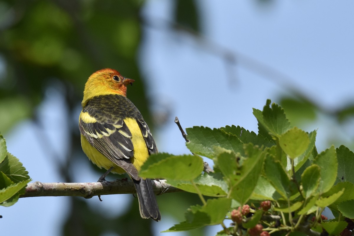 Western Tanager - ML617956010