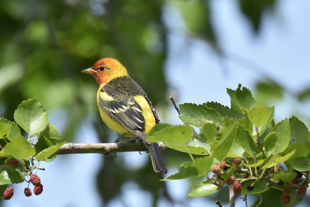 Western Tanager - ML617956011