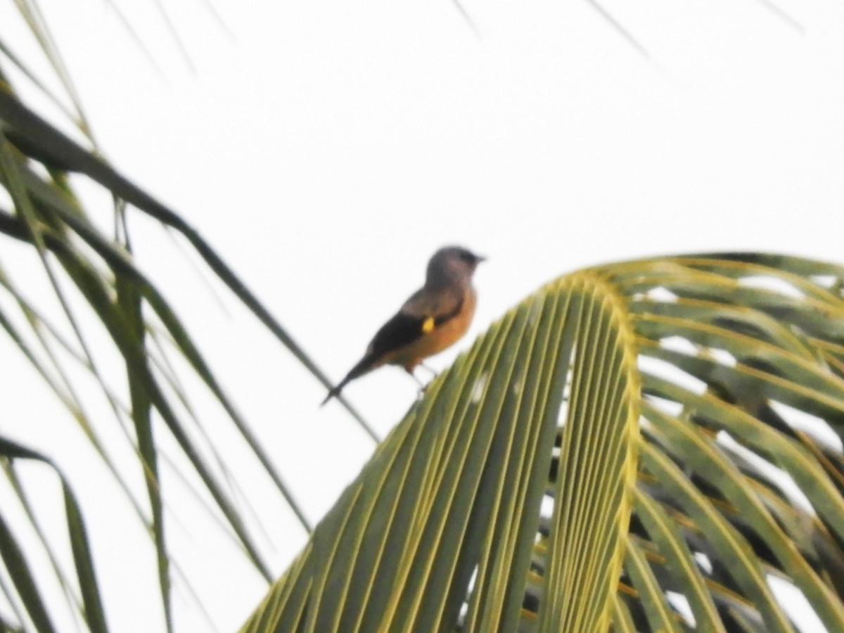 Yellow-winged Tanager - ML617956012