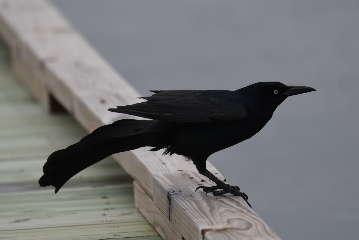 Great-tailed Grackle - ML617956015