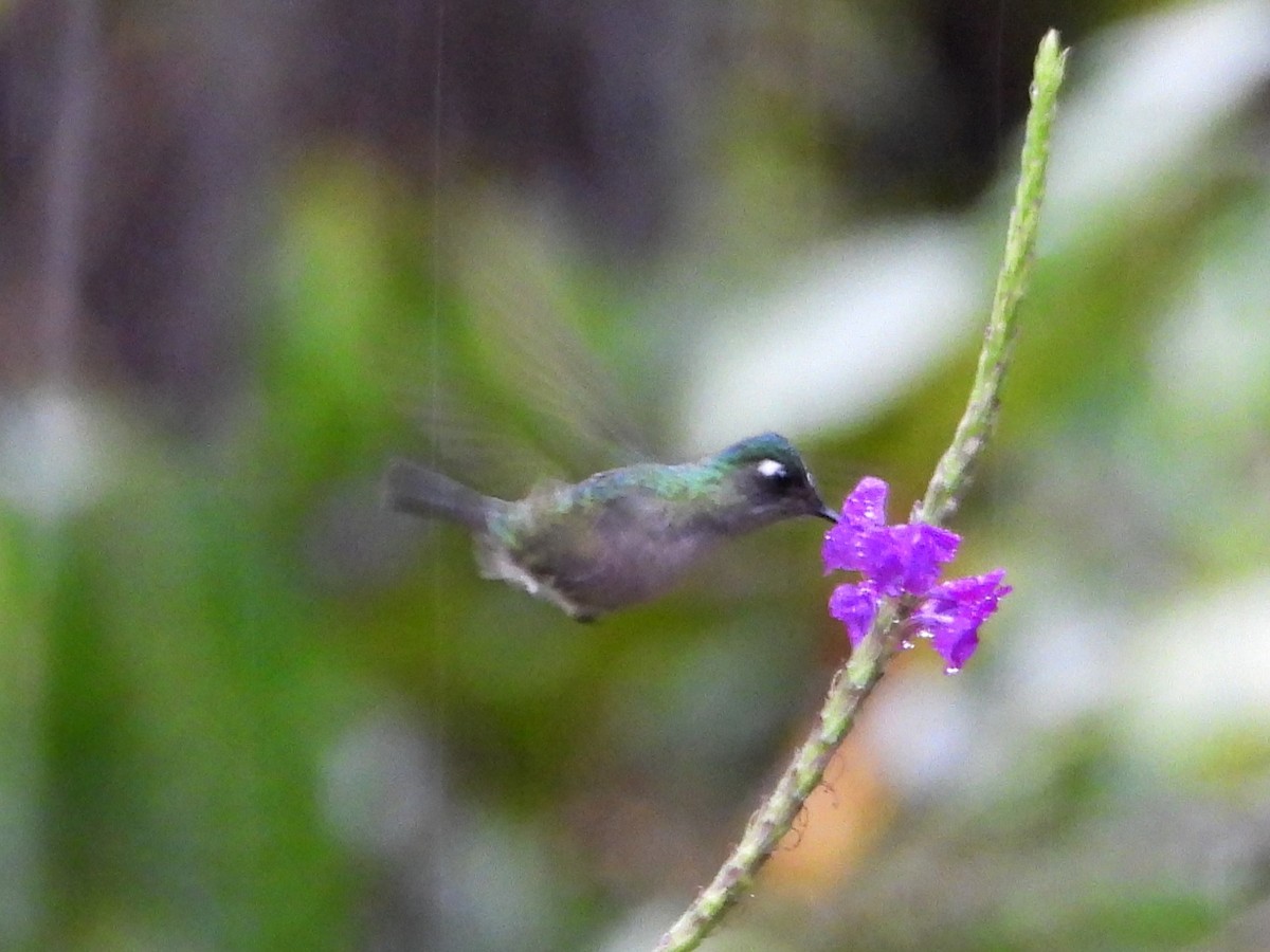 Violet-headed Hummingbird - ML617956019