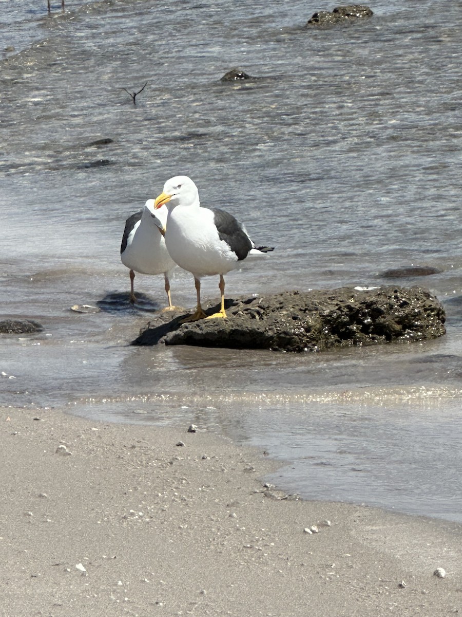 Yellow-footed/Western Gull - ML617956021