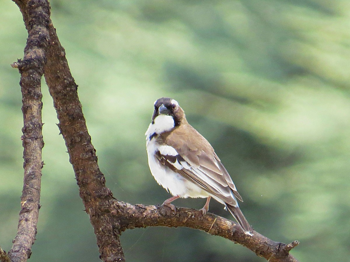 White-browed Sparrow-Weaver - ML617956027