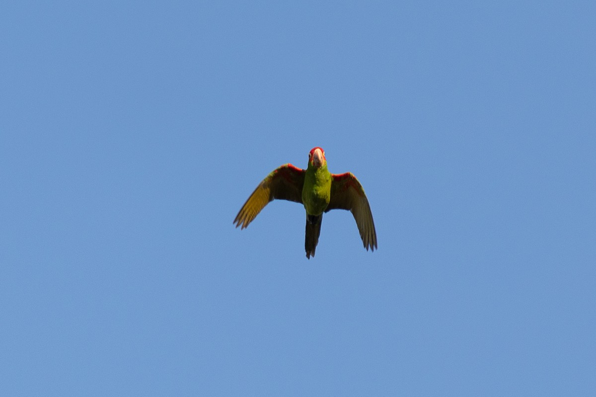 Red-masked Parakeet - ML617956039