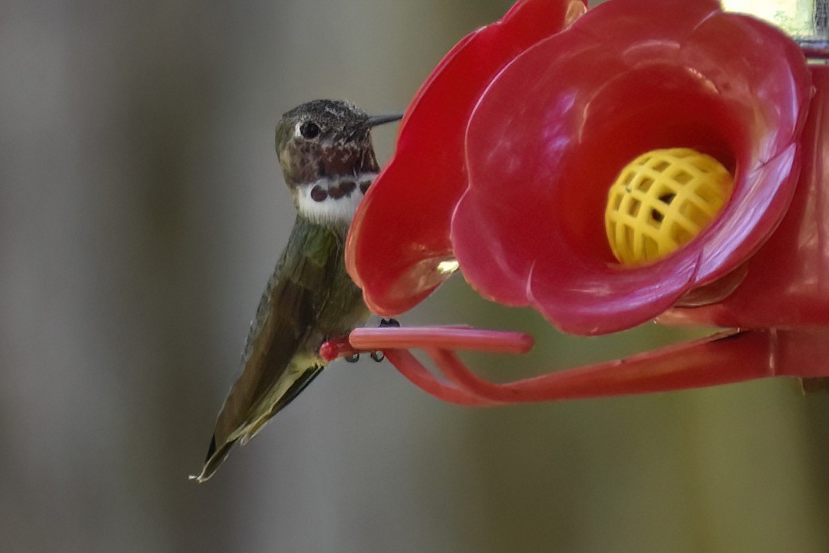 Broad-tailed Hummingbird - ML617956054