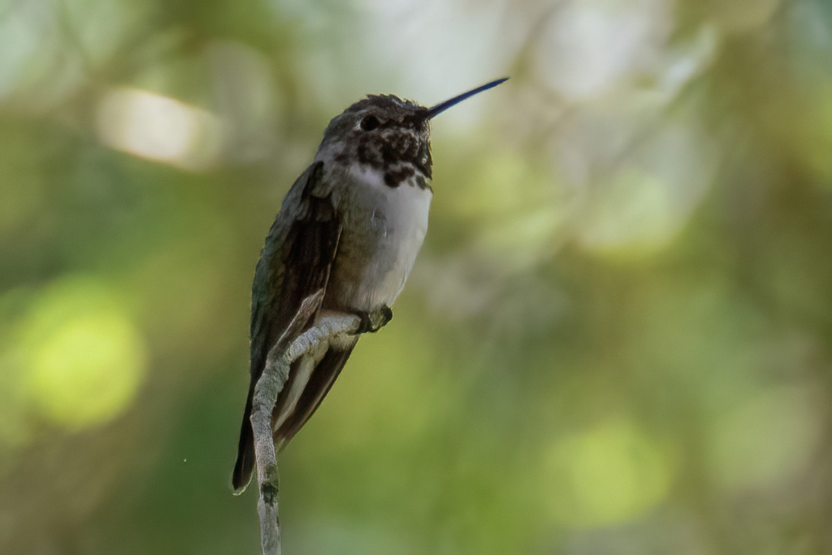 Broad-tailed Hummingbird - ML617956056